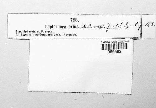 Leptospora ovina image